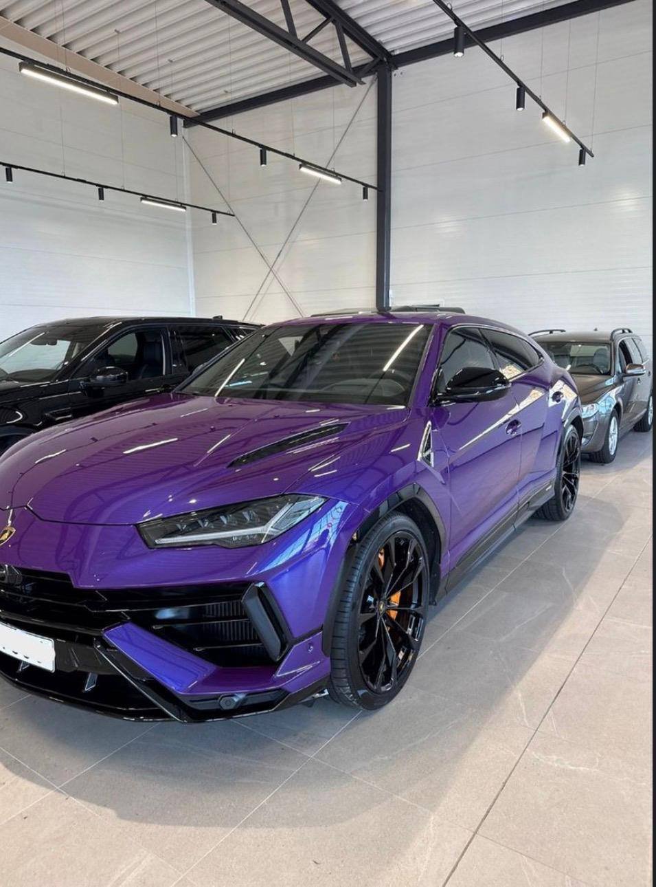 Urus viola — frontale